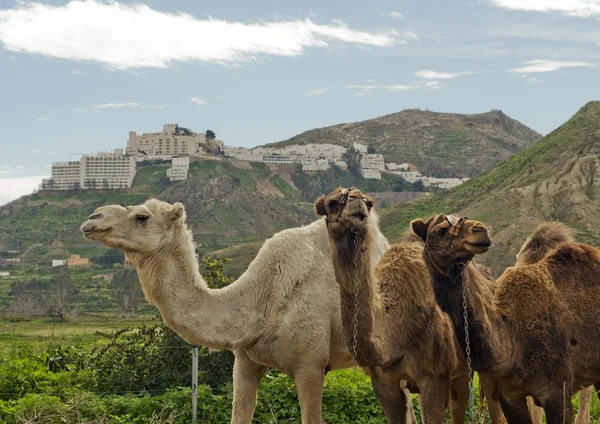 Закрити три верблюдів — стокове фото