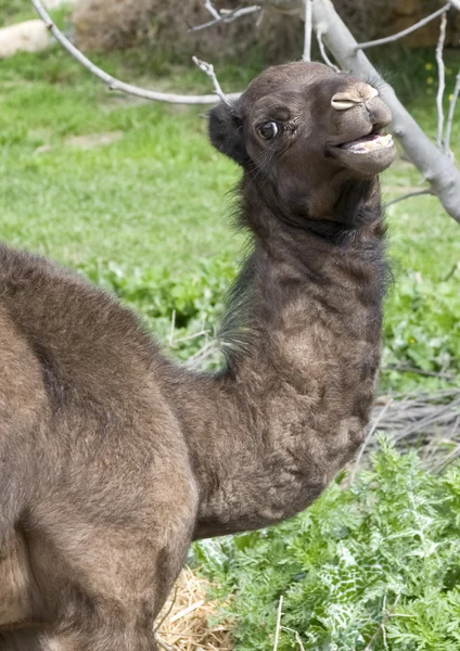 Sluiten van een Baby kameel — Stockfoto