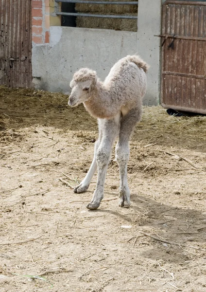 Sluiten van een Baby kameel — Stockfoto