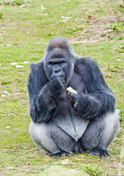Gorilla Eating — Stock Photo, Image