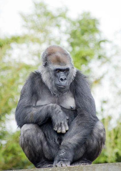 Gorillaweibchen sitzt — Stockfoto