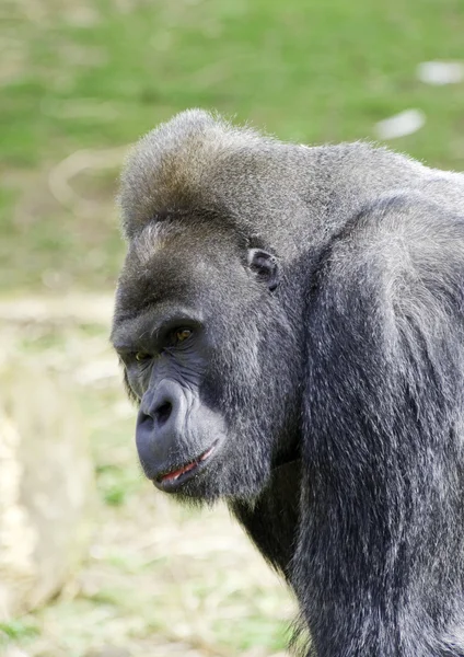 Nahaufnahme eines Gorillas — Stockfoto