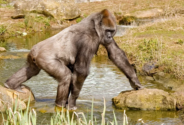 Gorilla läuft über einen Teich — Stockfoto