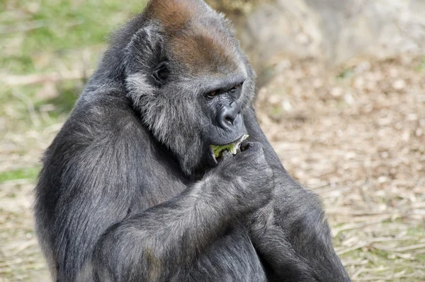 Comer gorila — Foto de Stock