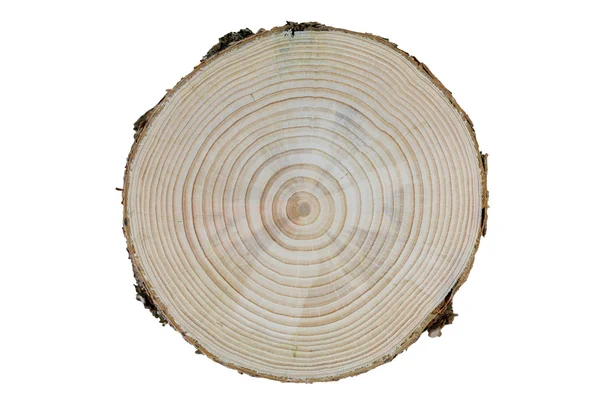 Growth rings — Stock Photo, Image