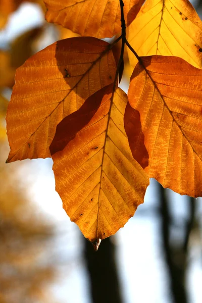 Букове дерево восени — стокове фото