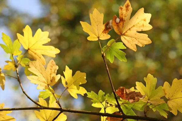 Autumnal foliage impression — Stock Photo, Image