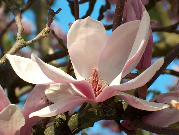 Stock image Magnolia blossom