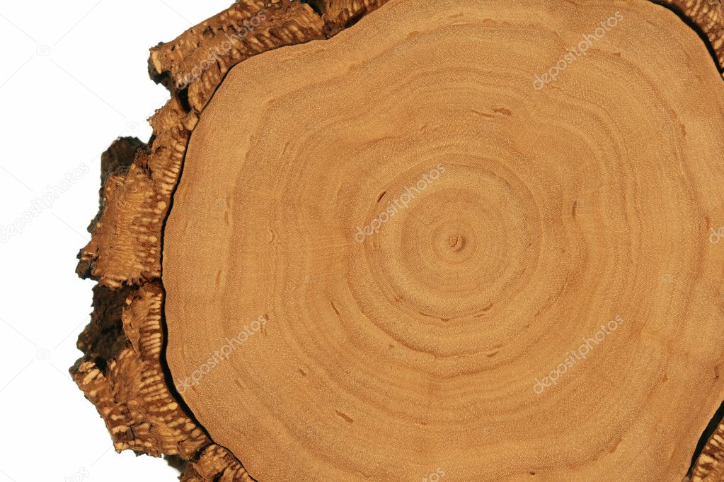 Tree cross section with thick bark