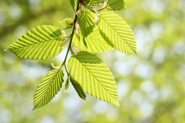Green foliage in springtime — Stock Photo, Image