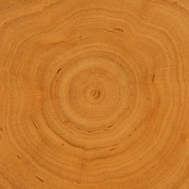 Growth rings - wooden background clipart