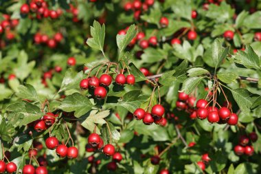 Mature fruits of the hawthorn clipart