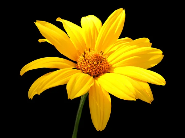 Yellow chamomile — Stock Photo, Image
