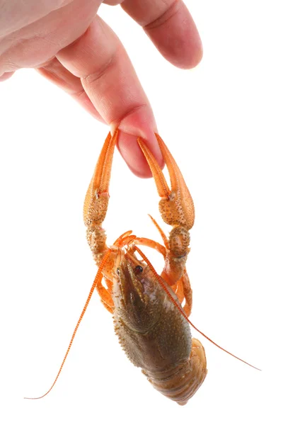 Crawfish grabbed his finger claws — Stock Photo, Image