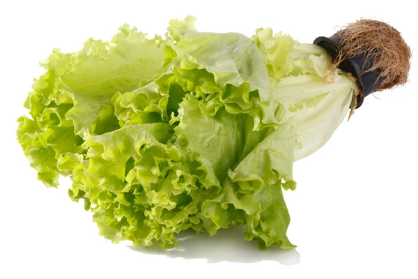 Lettuce in a pot — Stock Photo, Image