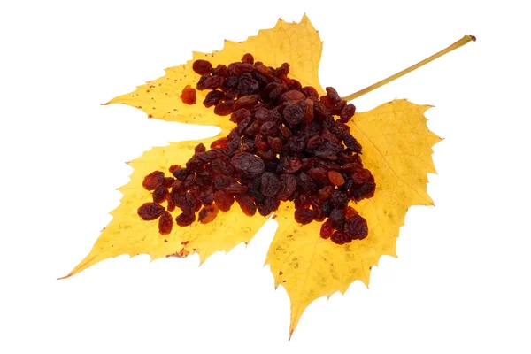 Rozijn in de maple leaf — Stockfoto