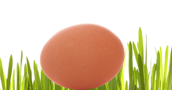 Egg in the grass — Stock Photo, Image