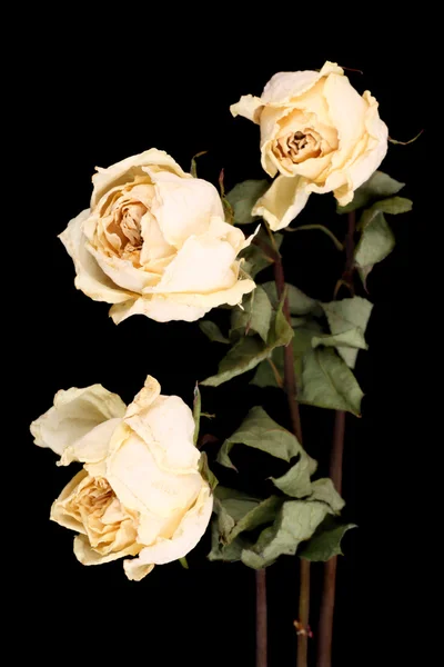 Beyaz güller solmuş — Stok fotoğraf