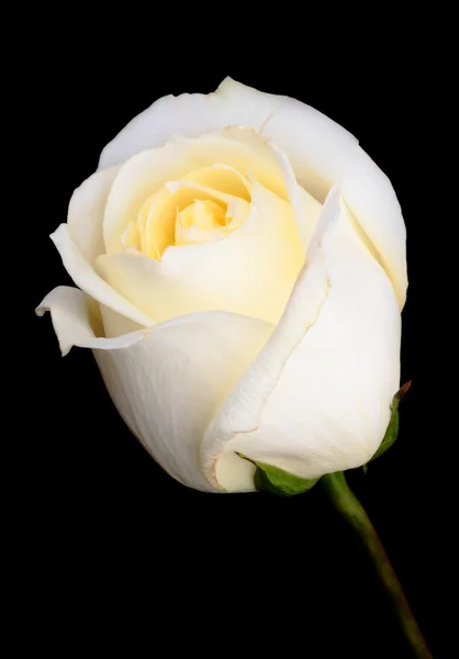 One white rose — Stock Photo, Image