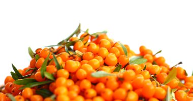 Seabuckthorn clipart