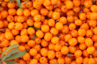 seabuckthorn arka plan