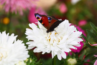 Butterfly on asters clipart