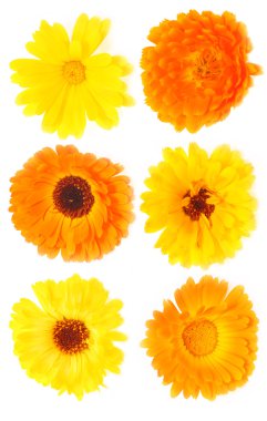 Calendula clipart