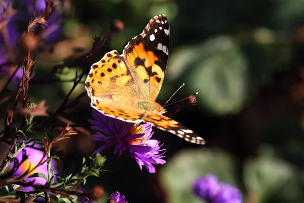 Butterfly in a ray of light — Stock Photo, Image