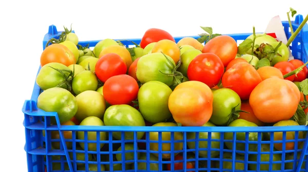 Tomates en la caja azul —  Fotos de Stock