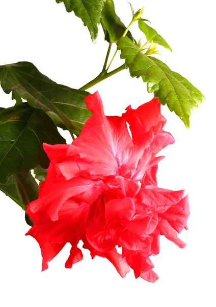 Hibiscus rosa-sinensis — Stockfoto