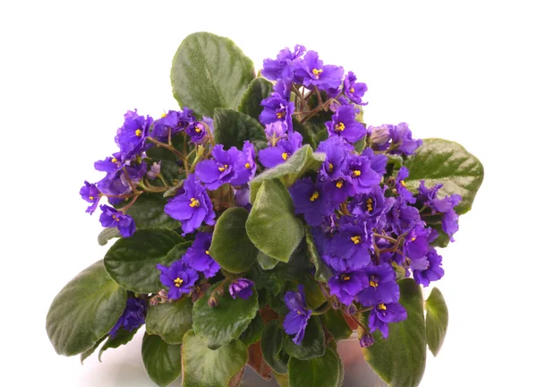 Violetit — kuvapankkivalokuva