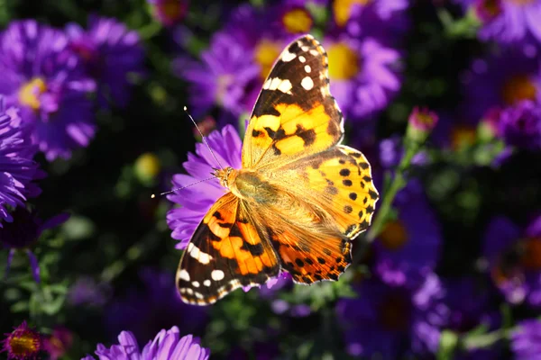 Бабочка на голубых цветах — стоковое фото