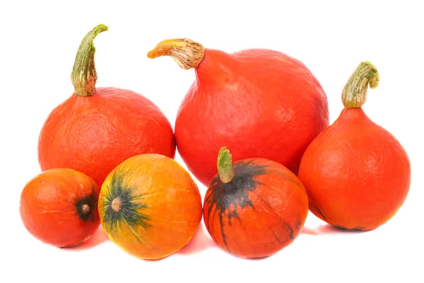 Оранжевые тыквы — стоковое фото