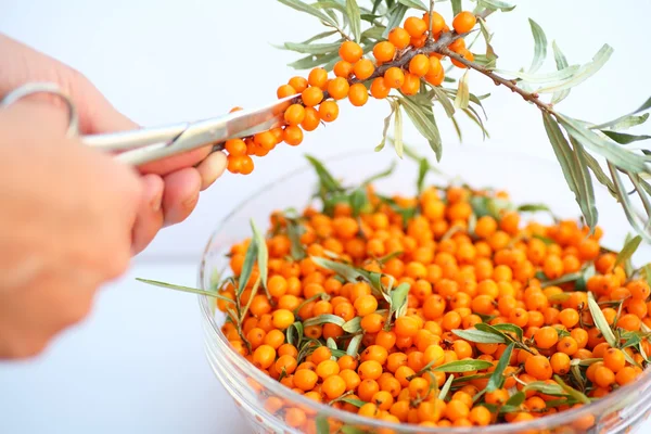 Il raccolto di olivello spinoso — Foto Stock
