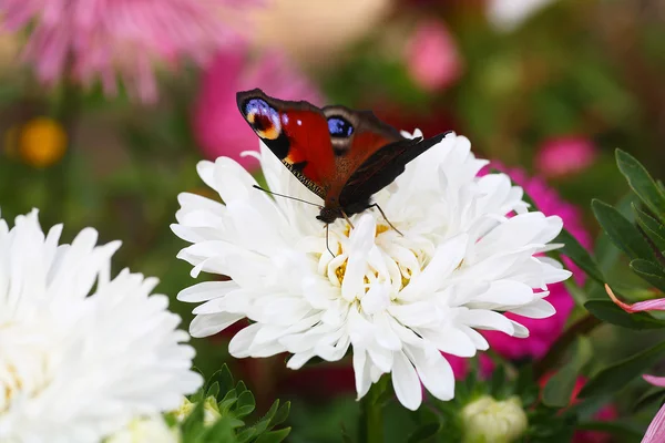 Бабочка на астере — стоковое фото