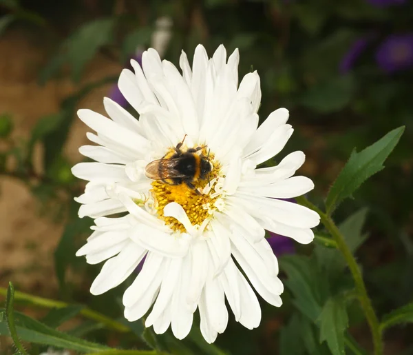 Bumblebee su aster — Foto Stock