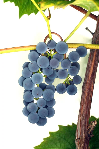 Winogrona granatowe — Zdjęcie stockowe