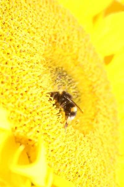 Ηλιόσποροι & μέλισσα — Φωτογραφία Αρχείου