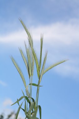 Kulakları çavdar (tahıl bitki)