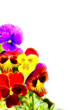 Viola Hercai Menekşe