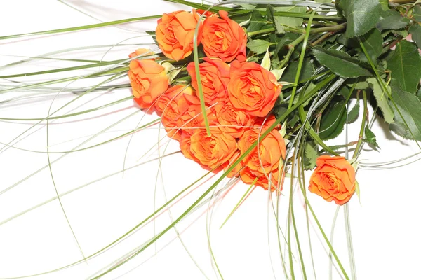 Amorous Rose — Stock Photo, Image