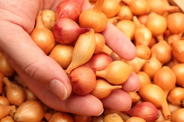 stock image Seeding onion in human hand