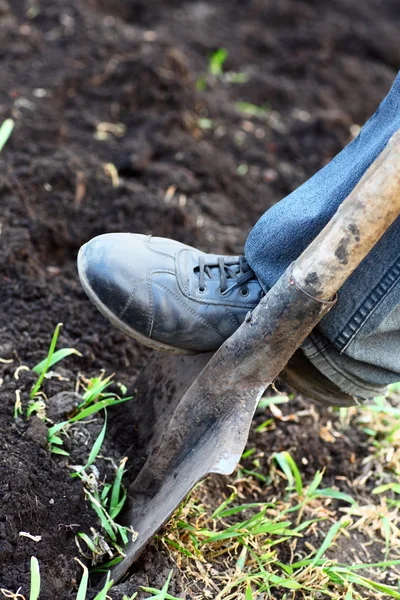 Trädgårdsmästare gräva — Stockfoto