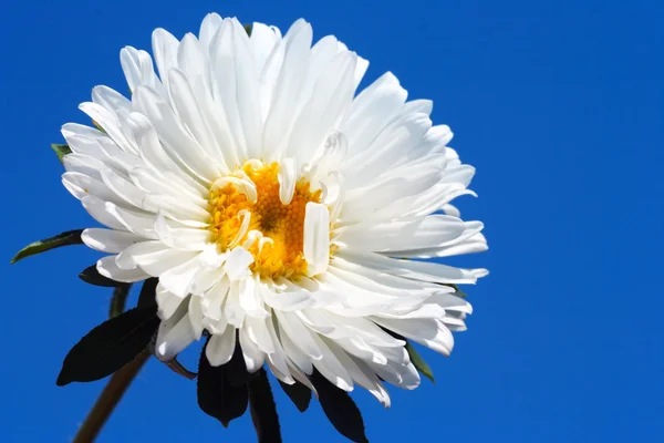 美丽的白色翠菊，在蓝蓝的天空 — 图库照片