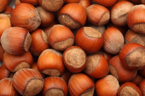 stock image Hazelnuts (filbert)