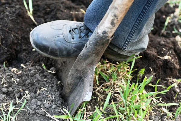 Gardener digging — Stock Photo, Image