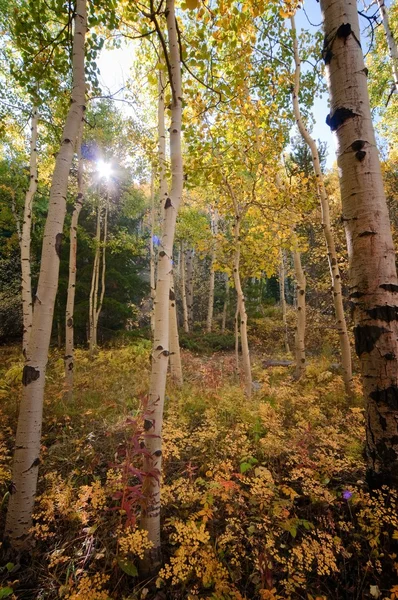 Sun peeks keresztül őszi színe Stock Kép