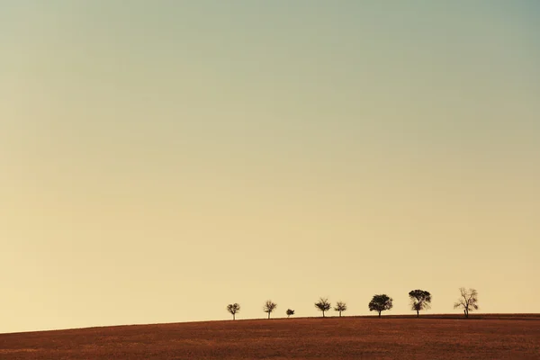 Line of trees in field — Stock Photo, Image