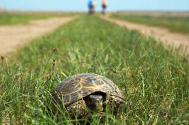 çim ve motorcular siluette turtle