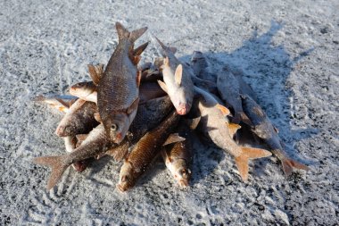 Winter fishing - caught fish on ice clipart